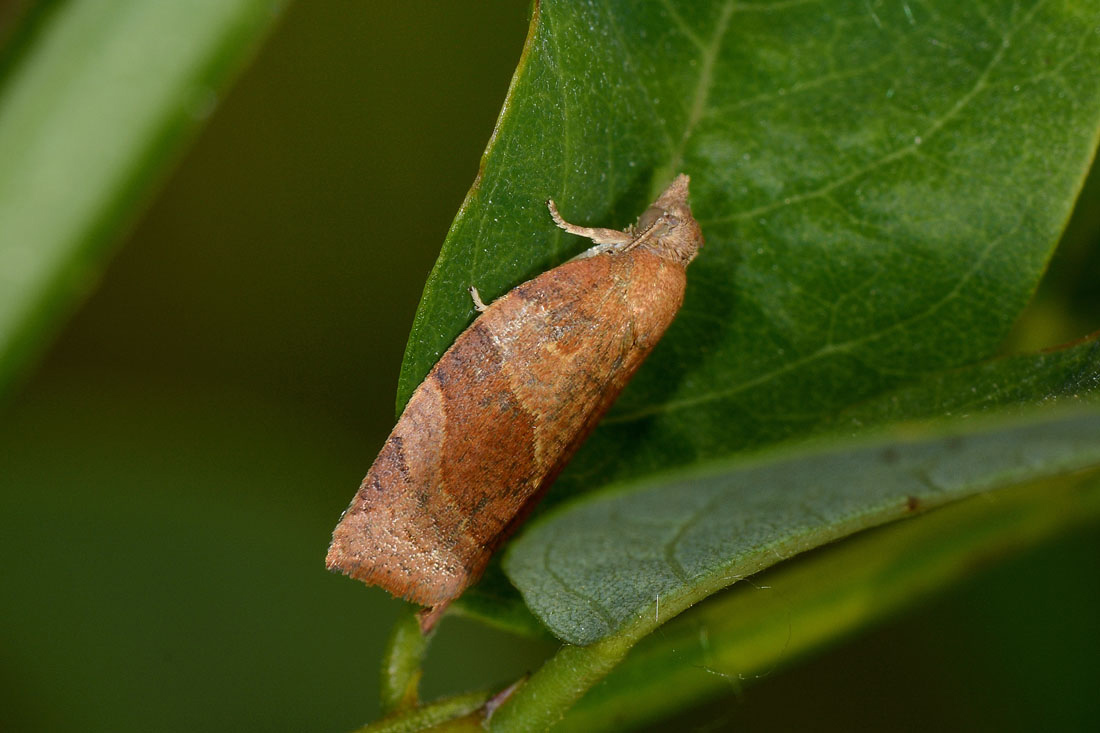 Pandemis cinnamomeana - Tortricidae? No, Pandemis heparana